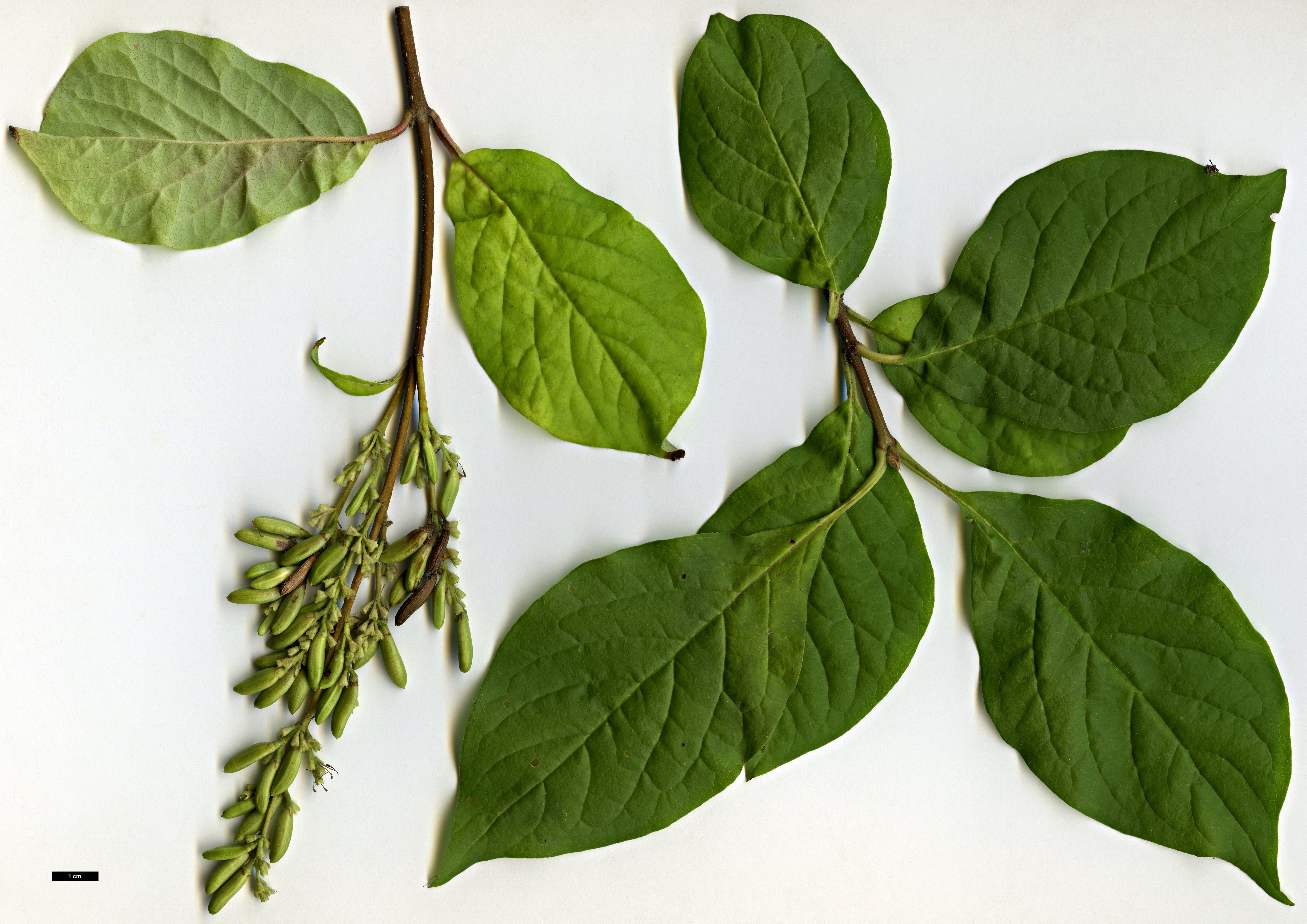 High resolution image: Family: Oleaceae - Genus: Syringa - Taxon: komarowii - SpeciesSub: subsp. reflexa